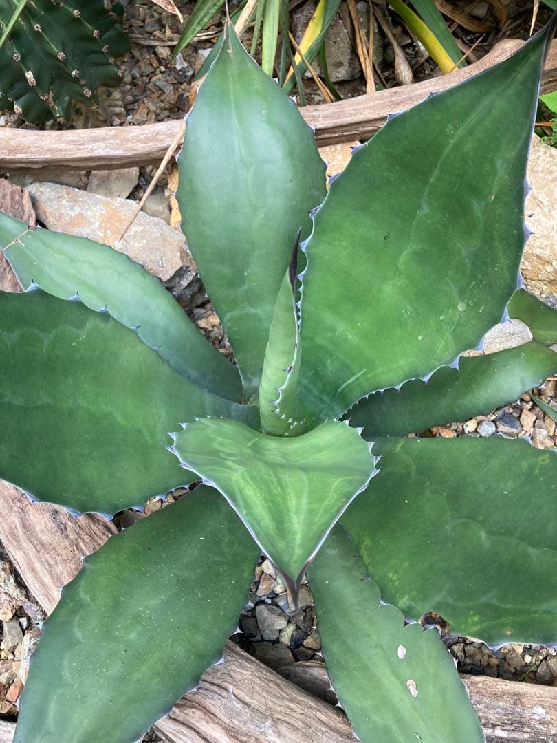 耐寒性アガベ サルミアナフェロックス大苗◇ドライガーデン多肉サボテン南国ユッカ