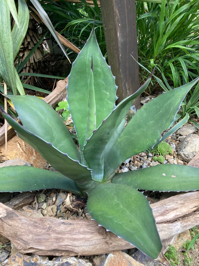 耐寒性アガベ サルミアナフェロックス大苗◇ドライガーデン多肉サボテン南国ユッカ