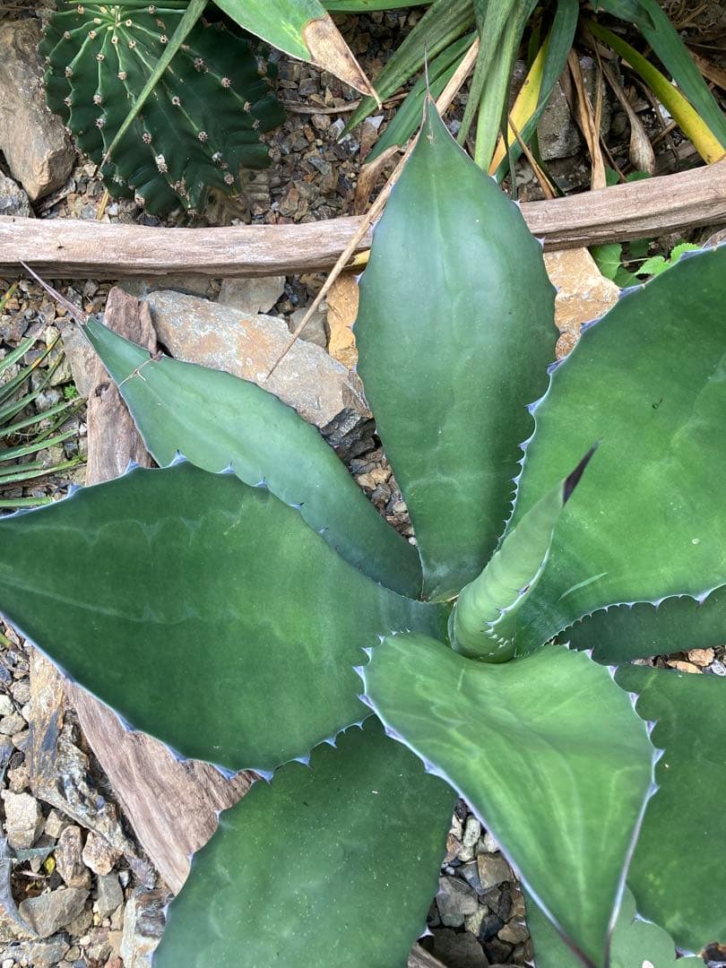 耐寒性アガベ サルミアナフェロックス大苗◇ドライガーデン多肉サボテン南国ユッカ