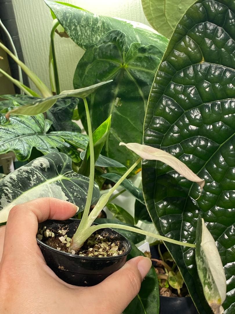 【美しいピンク出ました✨】アロカシア　ブラックベルベット　ピンク　斑入り　希少