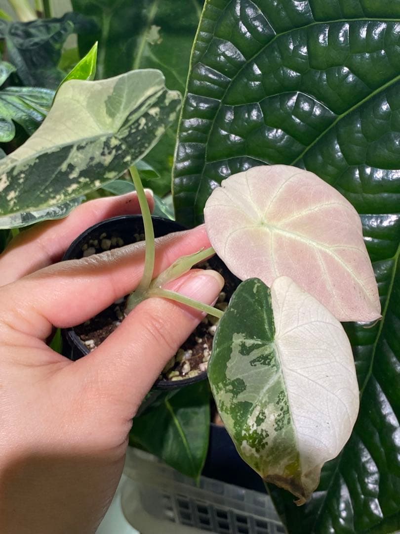 【美しいピンク出ました✨】アロカシア　ブラックベルベット　ピンク　斑入り　希少