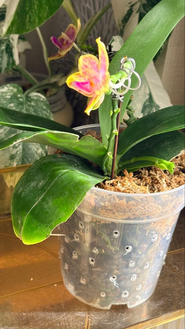 希少・大株】胡蝶蘭 花茎3本 開花中 つぼみ付き ファレノプシス 原種交配種