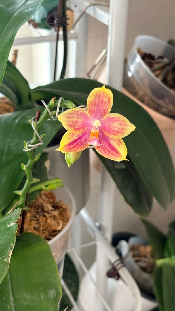 希少・大株】胡蝶蘭 花茎3本 開花中 つぼみ付き ファレノプシス 原種