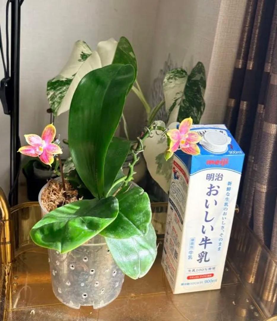 希少・大株】胡蝶蘭 花茎3本 開花中 つぼみ付き ファレノプシス 原種交配種