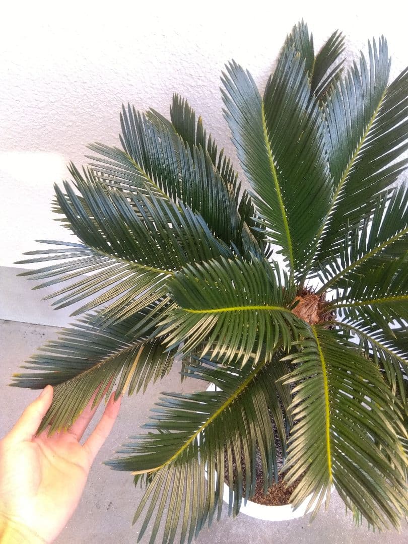 ソテツ　10号鉢つき　⑨