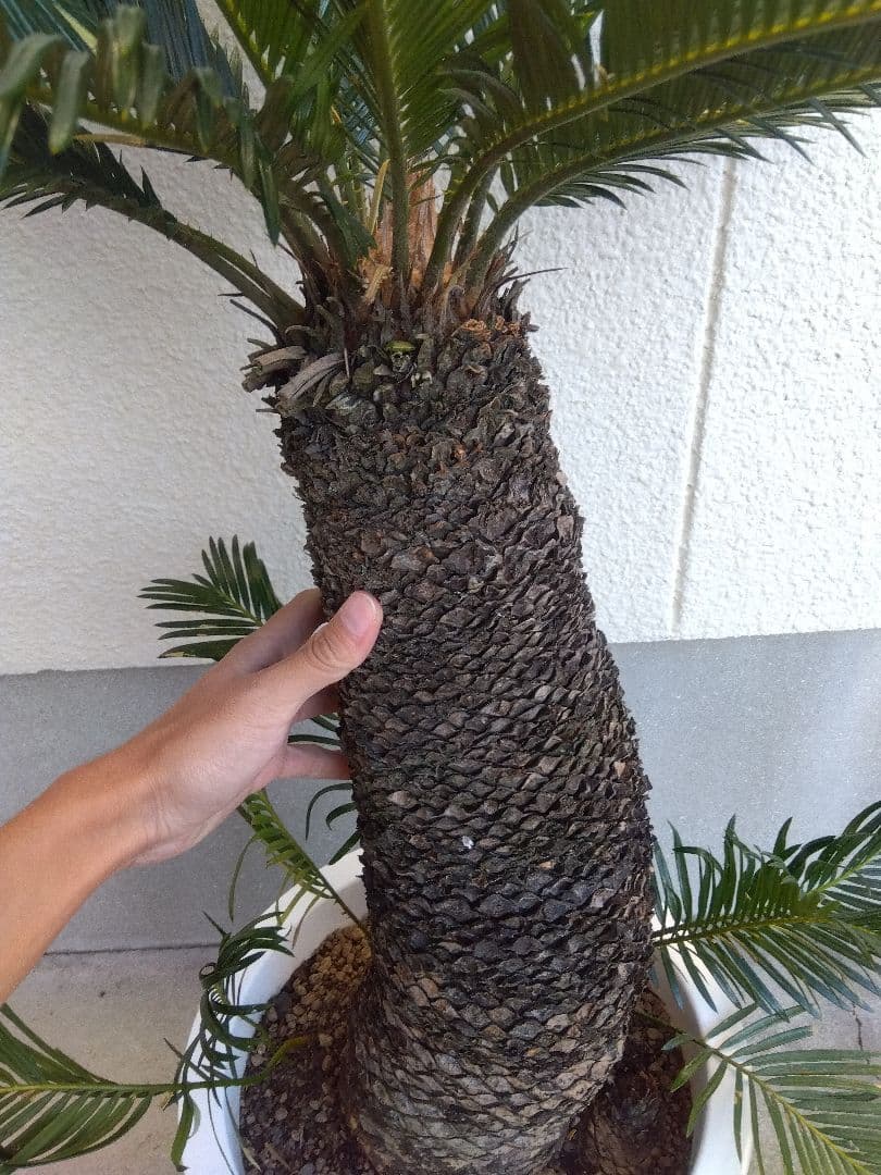 ソテツ　10号鉢つき　⑨