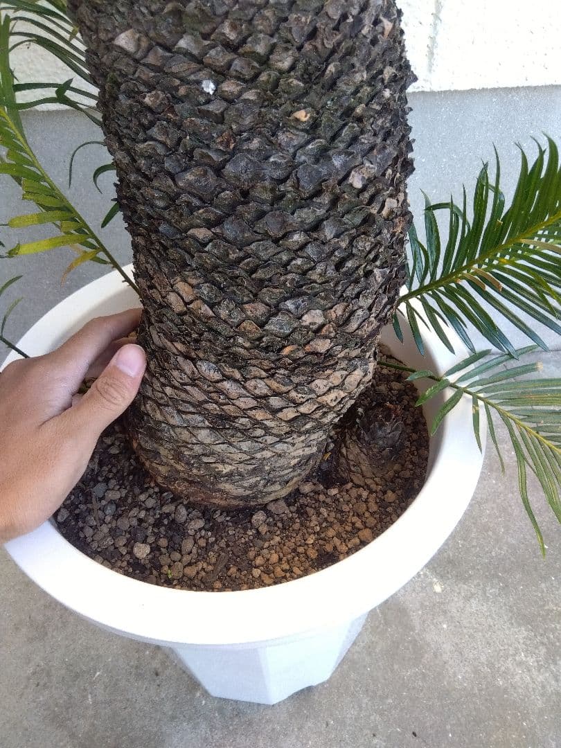 ソテツ　10号鉢つき　⑨