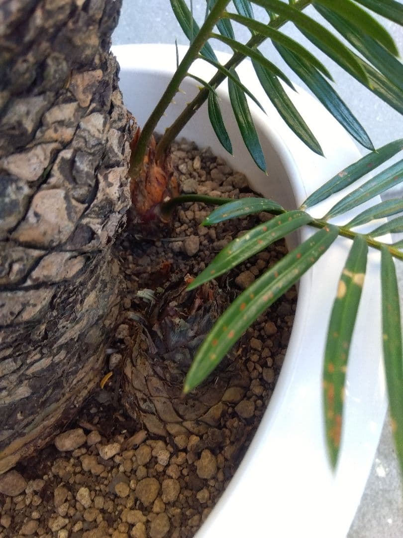 ソテツ　10号鉢つき　⑨