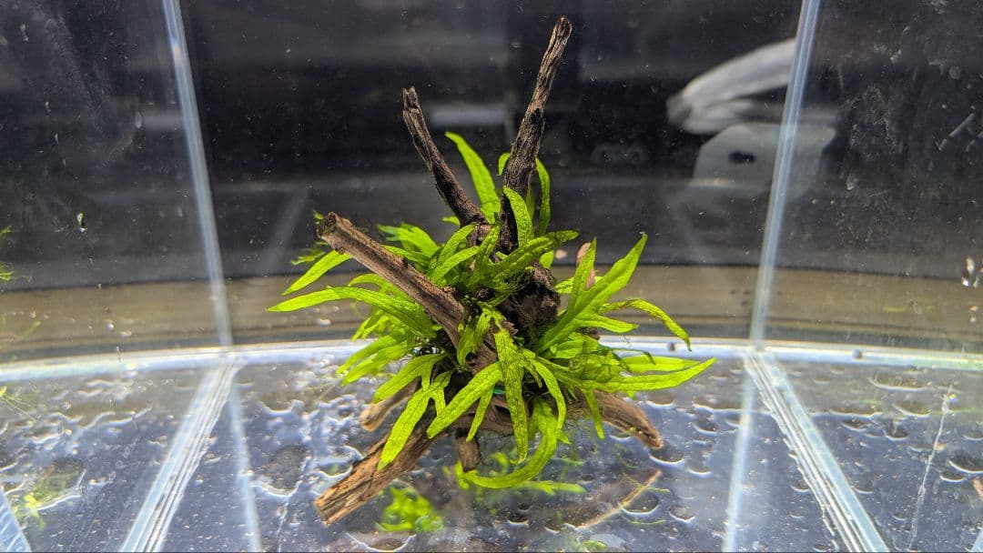 ADAミクロソリウムトライデントリーフ（葉数30）子株を自然活着させた