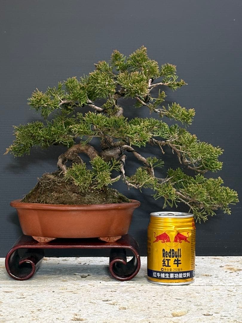 [サービス盆栽]真柏