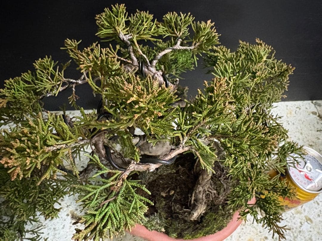 [サービス盆栽]真柏