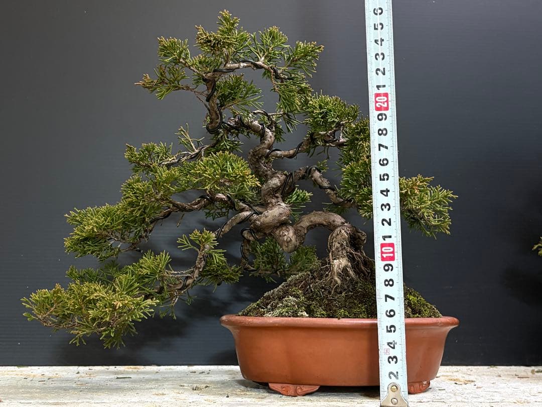 [サービス盆栽]真柏