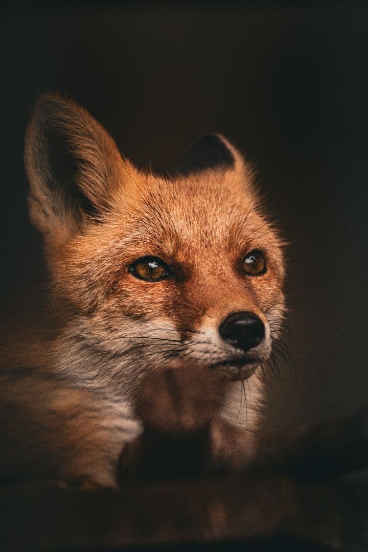 TAMRON SP 150-600mmF/5-6.3 Di VC USDキヤノン