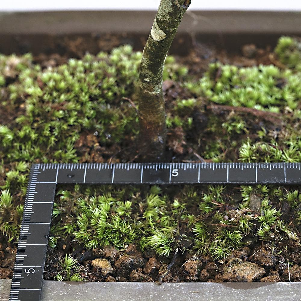 富士ブナ　盆栽（タキイの苗を購入）