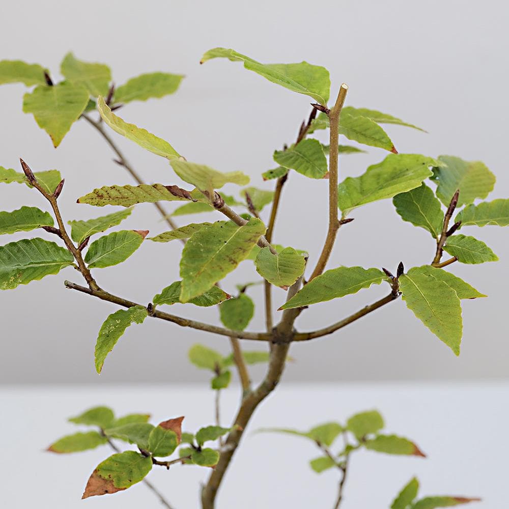 富士ブナ　盆栽（タキイの苗を購入）