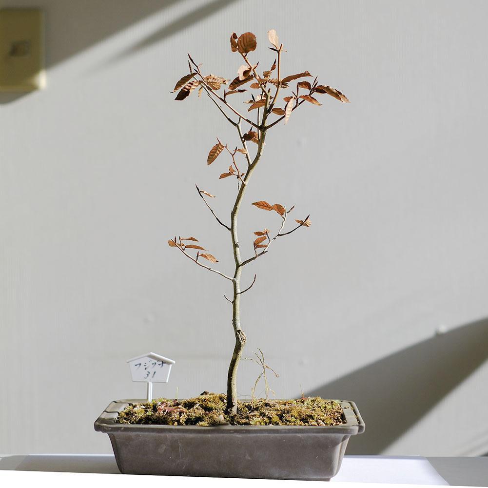 富士ブナ　盆栽（タキイの苗を購入）