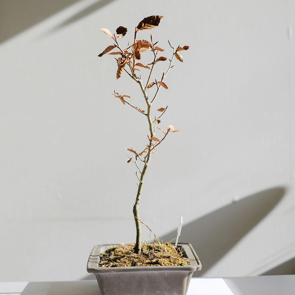 富士ブナ　盆栽（タキイの苗を購入）