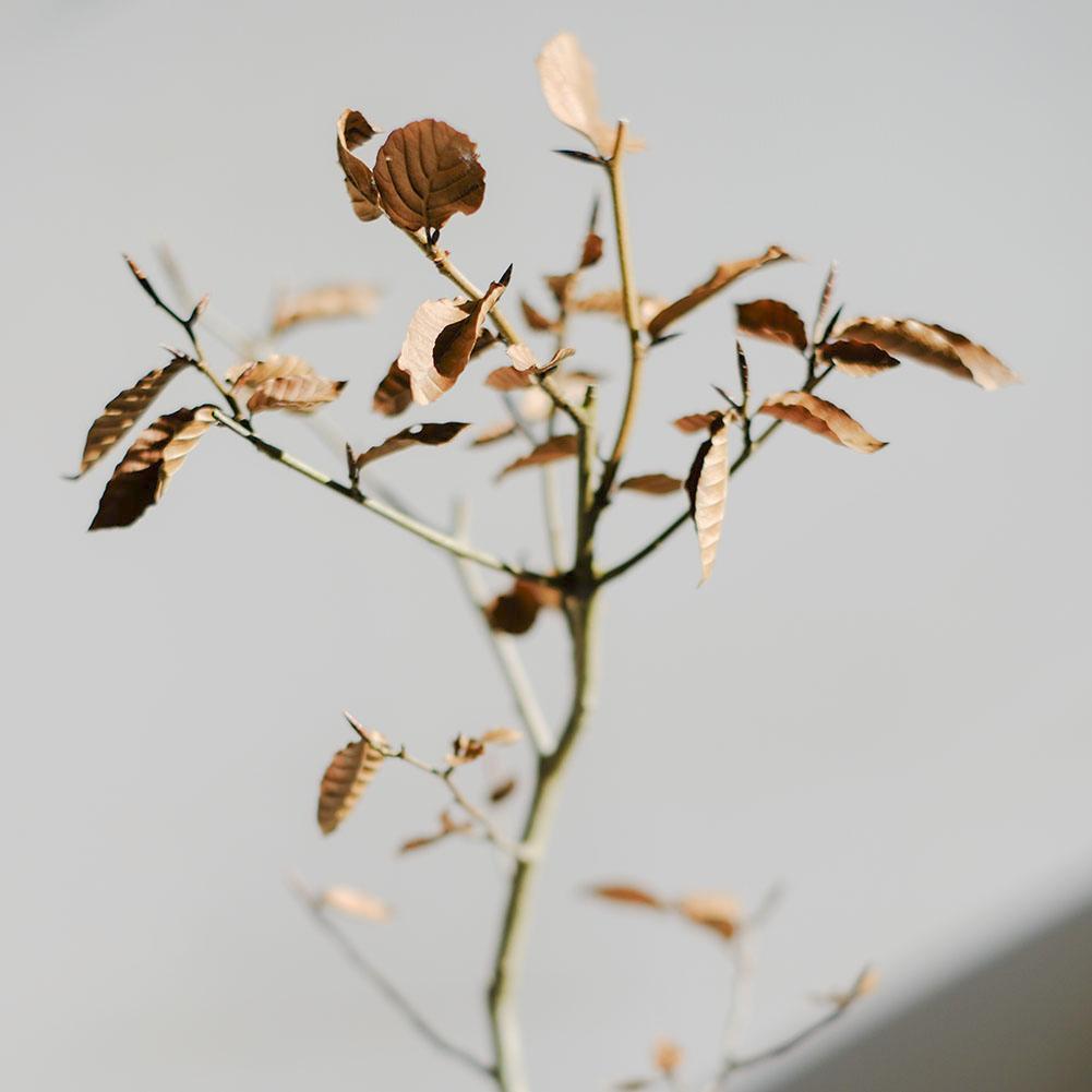 富士ブナ　盆栽（タキイの苗を購入）