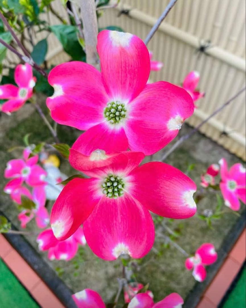 ⭐️大型⭐️ハナミズキ