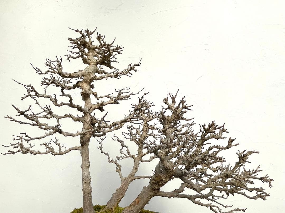 三河盆栽　カエデ　盆栽