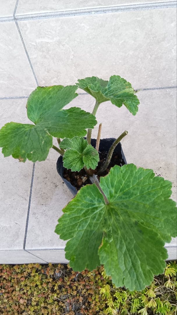 専用商品　ラナンキュラスラックス　8種セット②