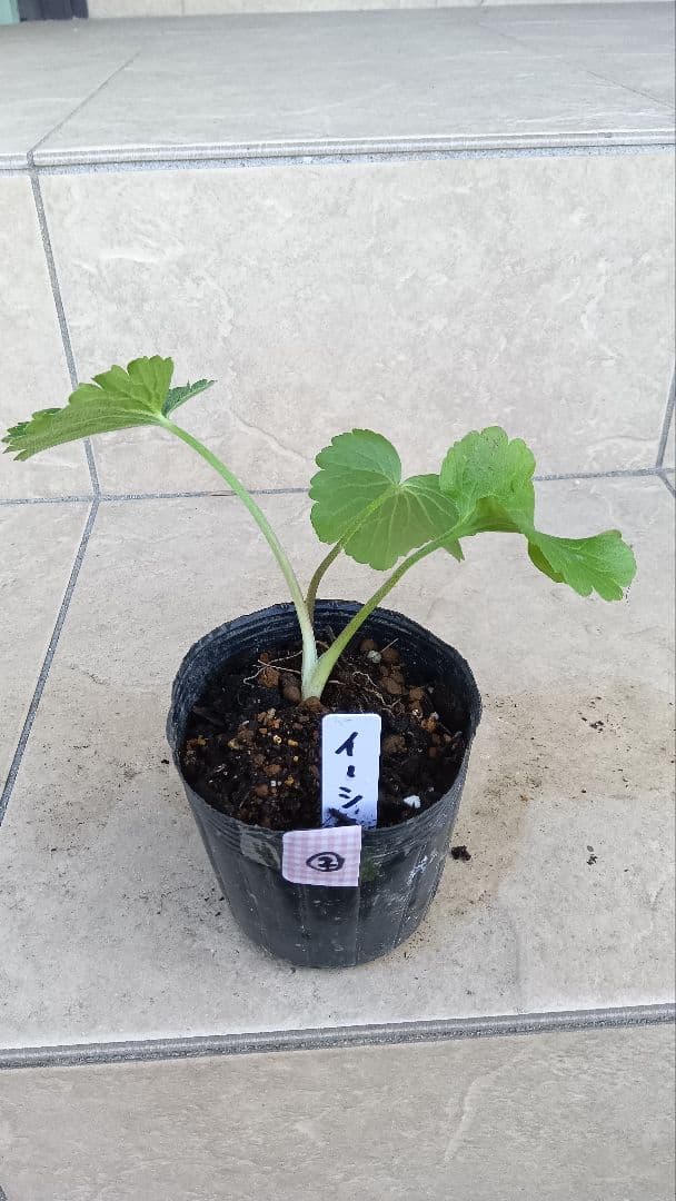 専用商品　ラナンキュラスラックス　8種セット②