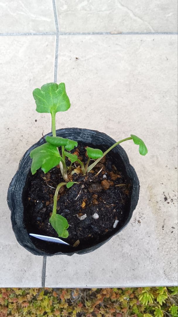 専用商品　ラナンキュラスラックス　8種セット②