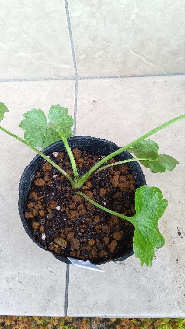 専用商品　ラナンキュラスラックス　8種セット②