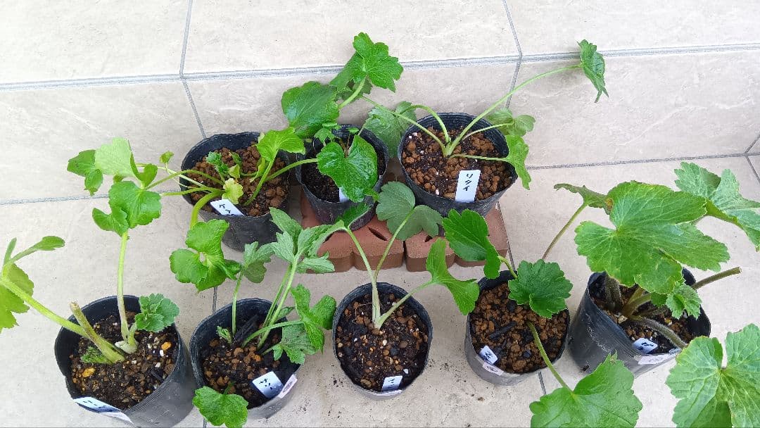 専用商品　ラナンキュラスラックス　8種セット②