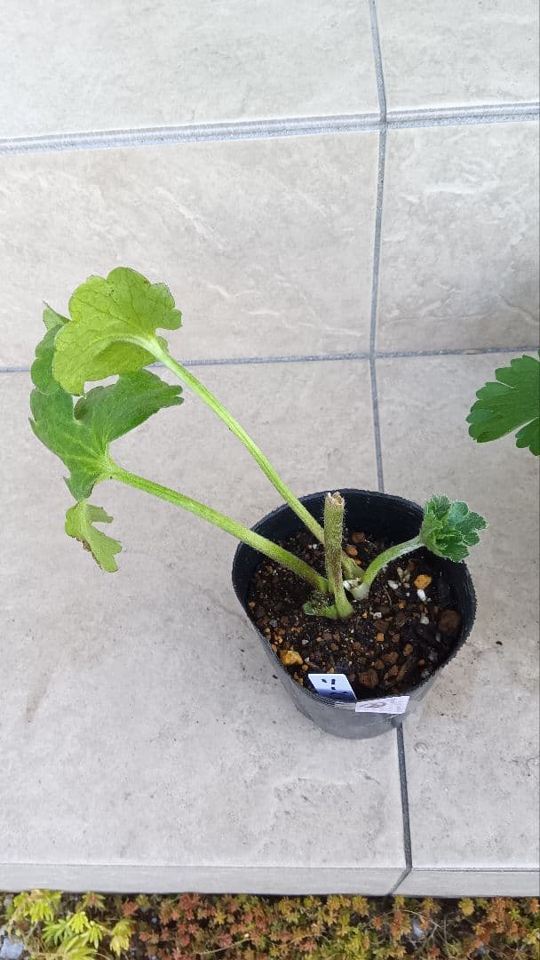 専用商品　ラナンキュラスラックス　8種セット②