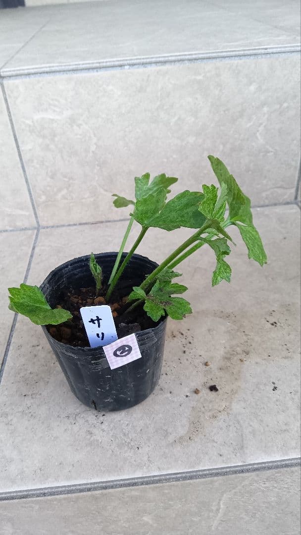 専用商品　ラナンキュラスラックス　8種セット②