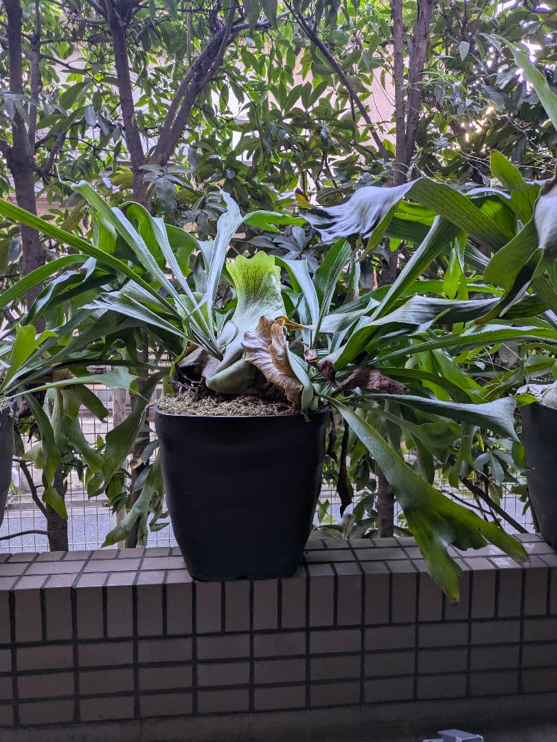 引き取り限定】ビカクシダ 大きめの鉢植え