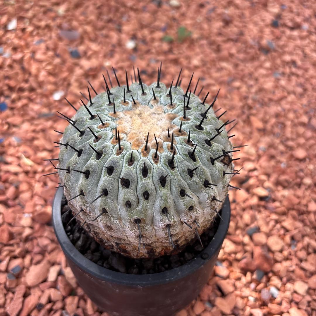 週末セール　コピアポア　シネレア　国王丸