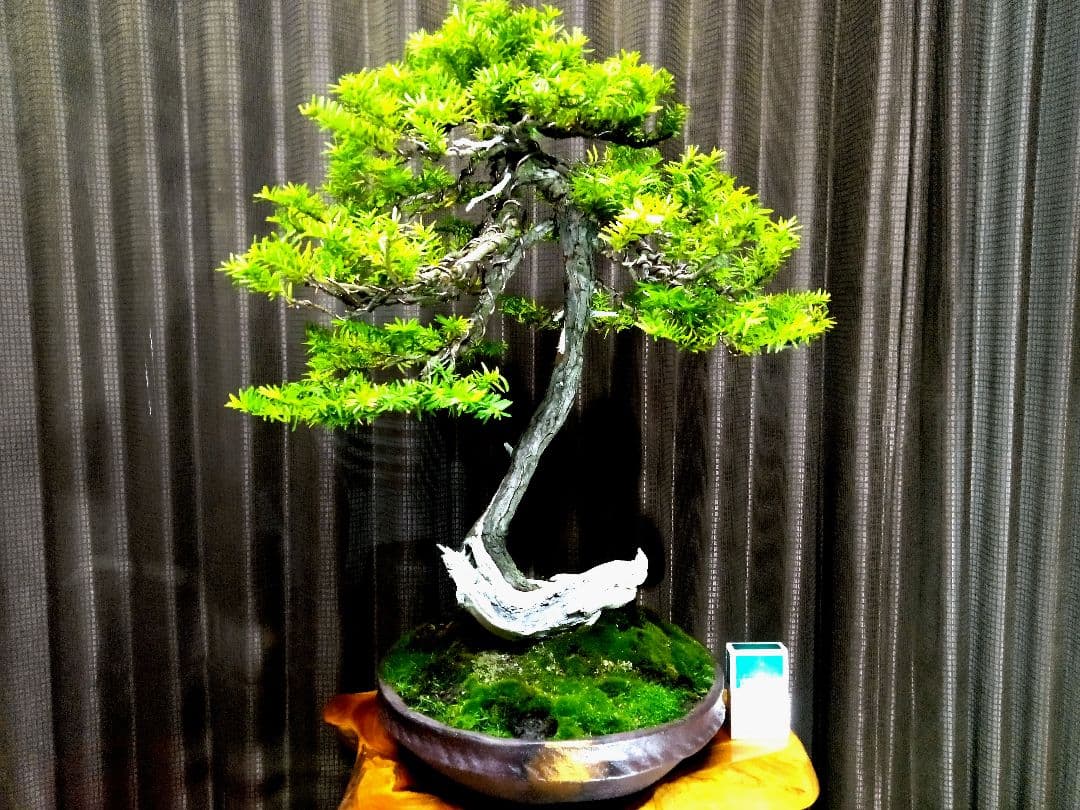 大品 山採り 一位盆栽】 ⭕足元に注目❗ 真柏… - メルカリ