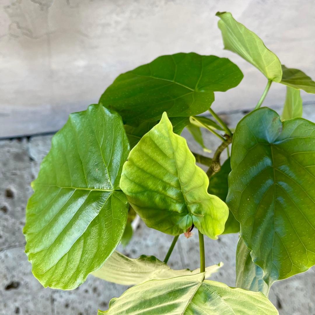 フィカス　ウンベラータ　螺旋　天然苔仕立て　瑞雲-ずいうん- 陶器鉢　植え込み
