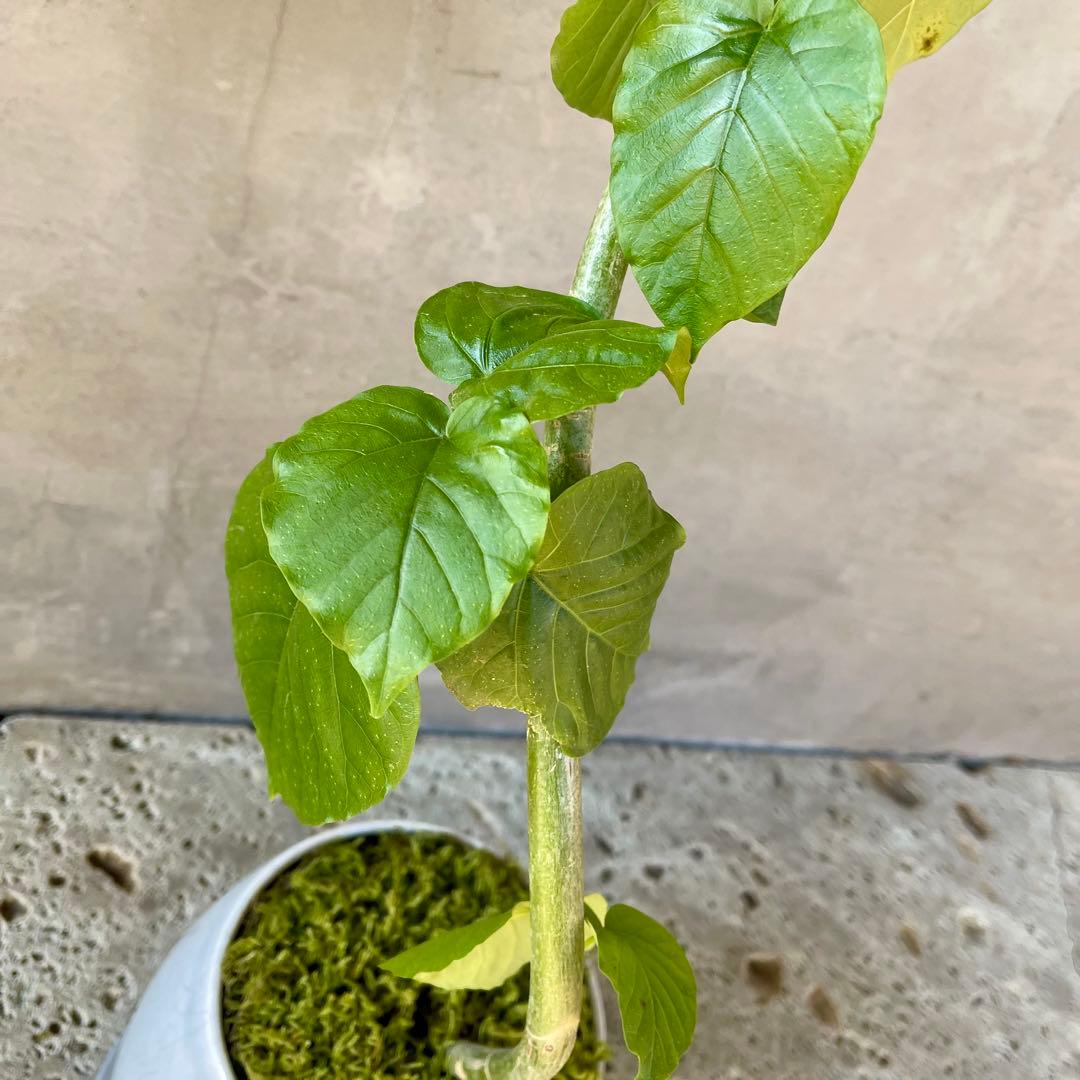 フィカス　ウンベラータ　螺旋　天然苔仕立て　瑞雲-ずいうん- 陶器鉢　植え込み