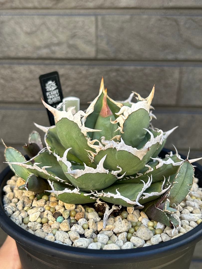 アガベ ホワイトソーン WhiteThorn チタノタ - メルカリ