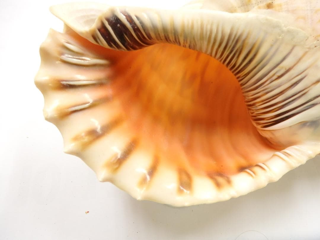 法螺貝 約40㎝ 木製歌口　新品　 MH-442