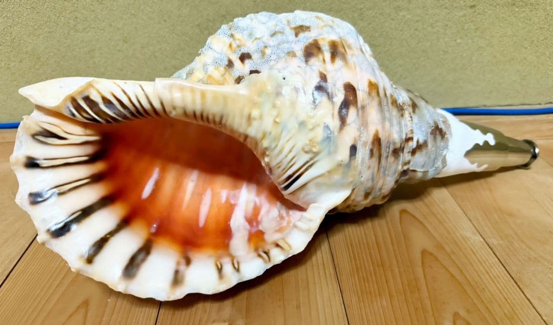 特大肉厚41㎝修験道法螺貝 山伏 密教 魔除け ホラガイ ほら貝