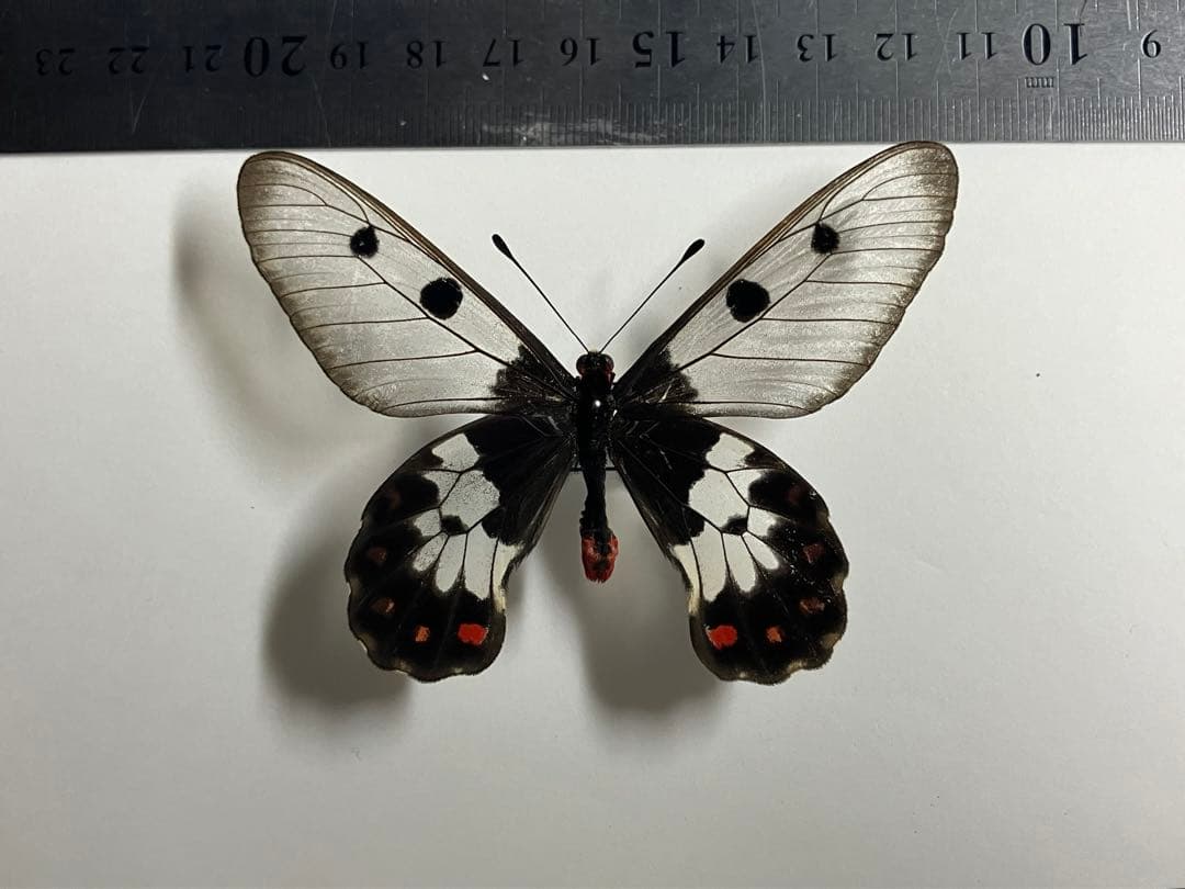 ウスバジャコウアゲハ ペア 蝶 標本 - メルカリ