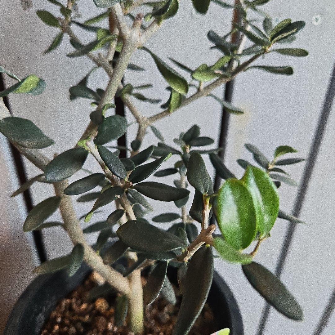 Sun様専用 ②オリーブの木 ⑥アレカヤシ ①ホプシー 3苗セット