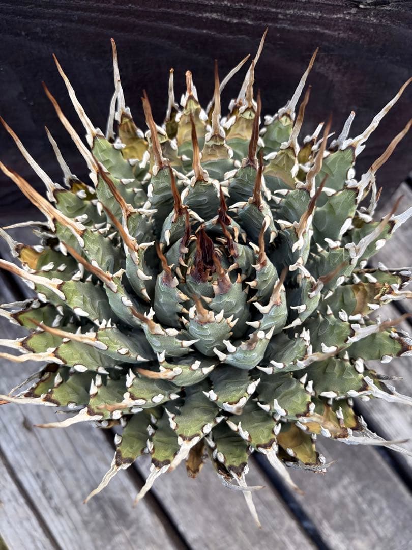 専用ページ　アガベ エボリスピナ陽炎　大株◇ユタエンシス多肉サボテン