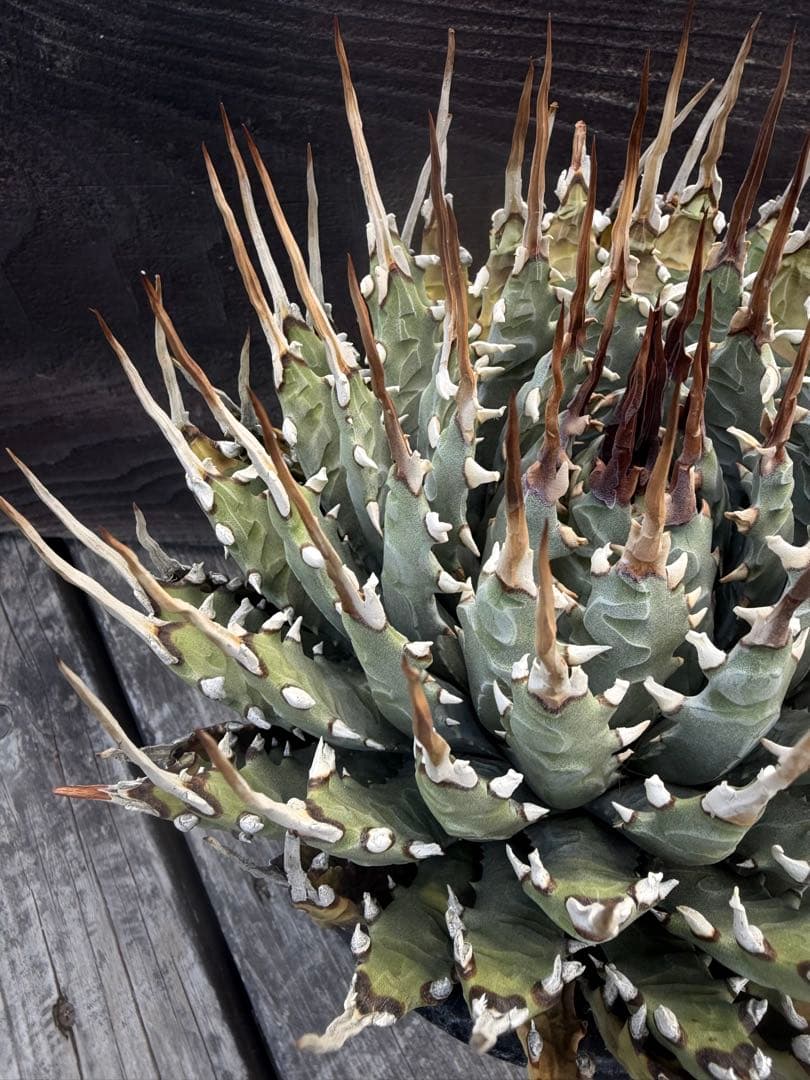 専用ページ　アガベ エボリスピナ陽炎　大株◇ユタエンシス多肉サボテン