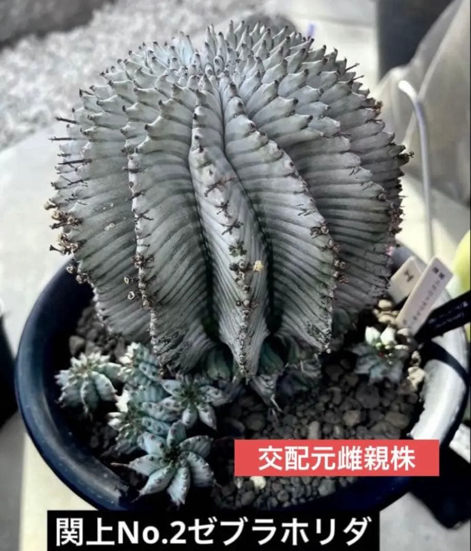 ユ*チ様 ユーフォルビアホリダ 関上No.2ゼブラホリダ×宇田ゼブラホリダ