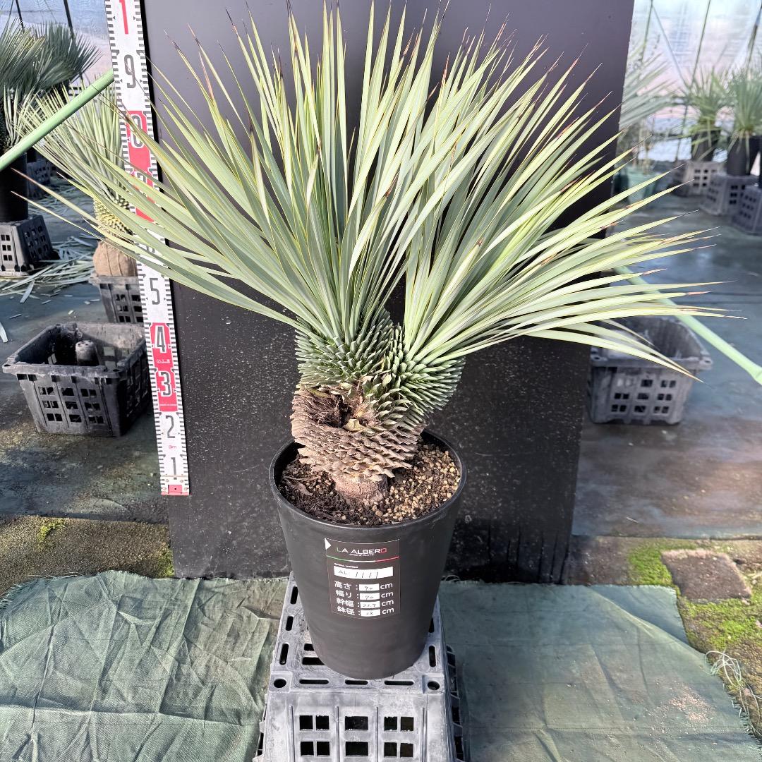 AL1111】ユッカ ロストラータ 超希少の頂上分頭 エキゾチック個体