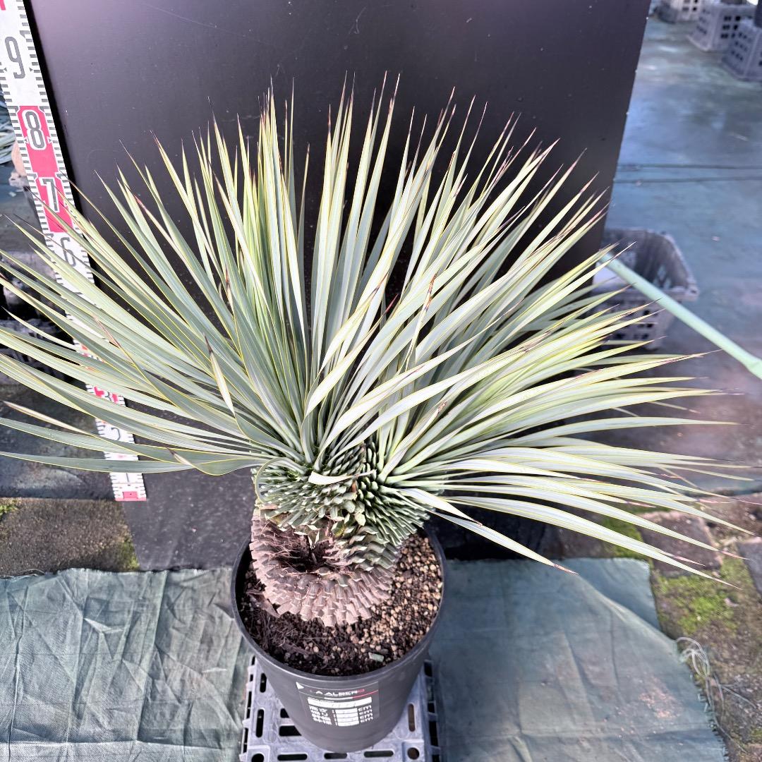 AL1111】ユッカ ロストラータ 超希少の頂上分頭 エキゾチック個体