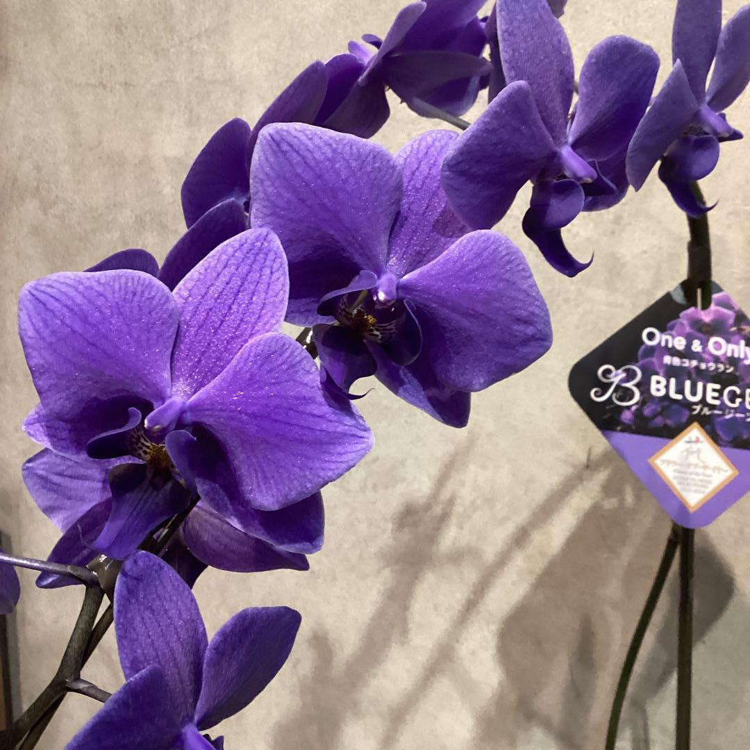 年始SALE❗️入荷少なめです❗️超希少❗️胡蝶蘭❤️ブルージーン　1本立