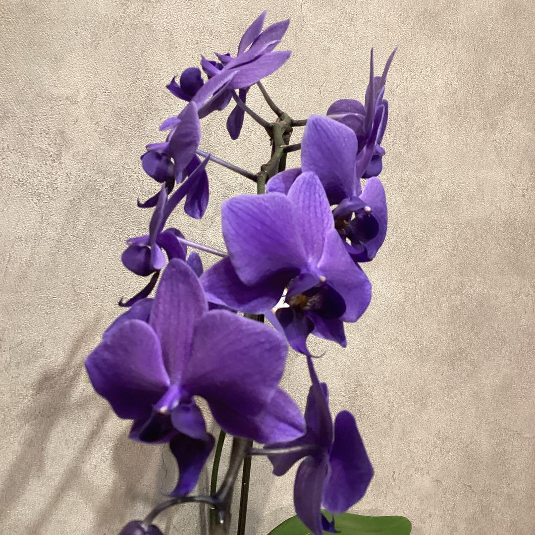 年始SALE❗️入荷少なめです❗️超希少❗️胡蝶蘭❤️ブルージーン　1本立