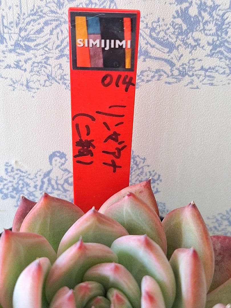 3号鉢　リンゼアナ(二瓶)札付きポットごとメルカリ便simijimiさん苗