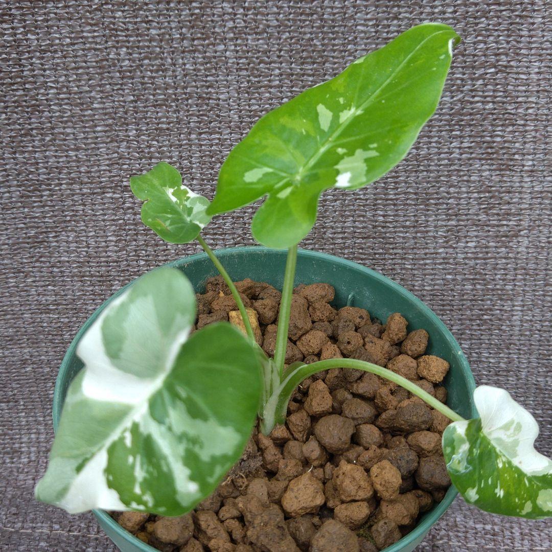 RAKUNA KENKOUKOTSU-HAGASHI PILLOW